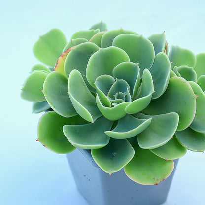 Echeveria 'Lemon Rose'