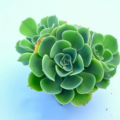 Echeveria 'Lemon Rose'