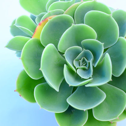 Echeveria 'Lemon Rose'