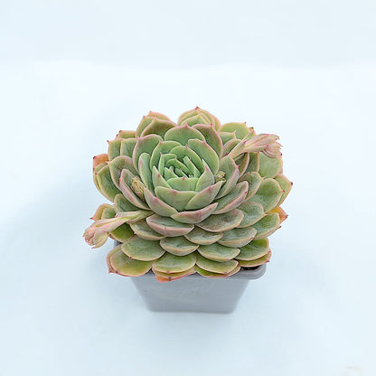 Echeveria 'Onslow'