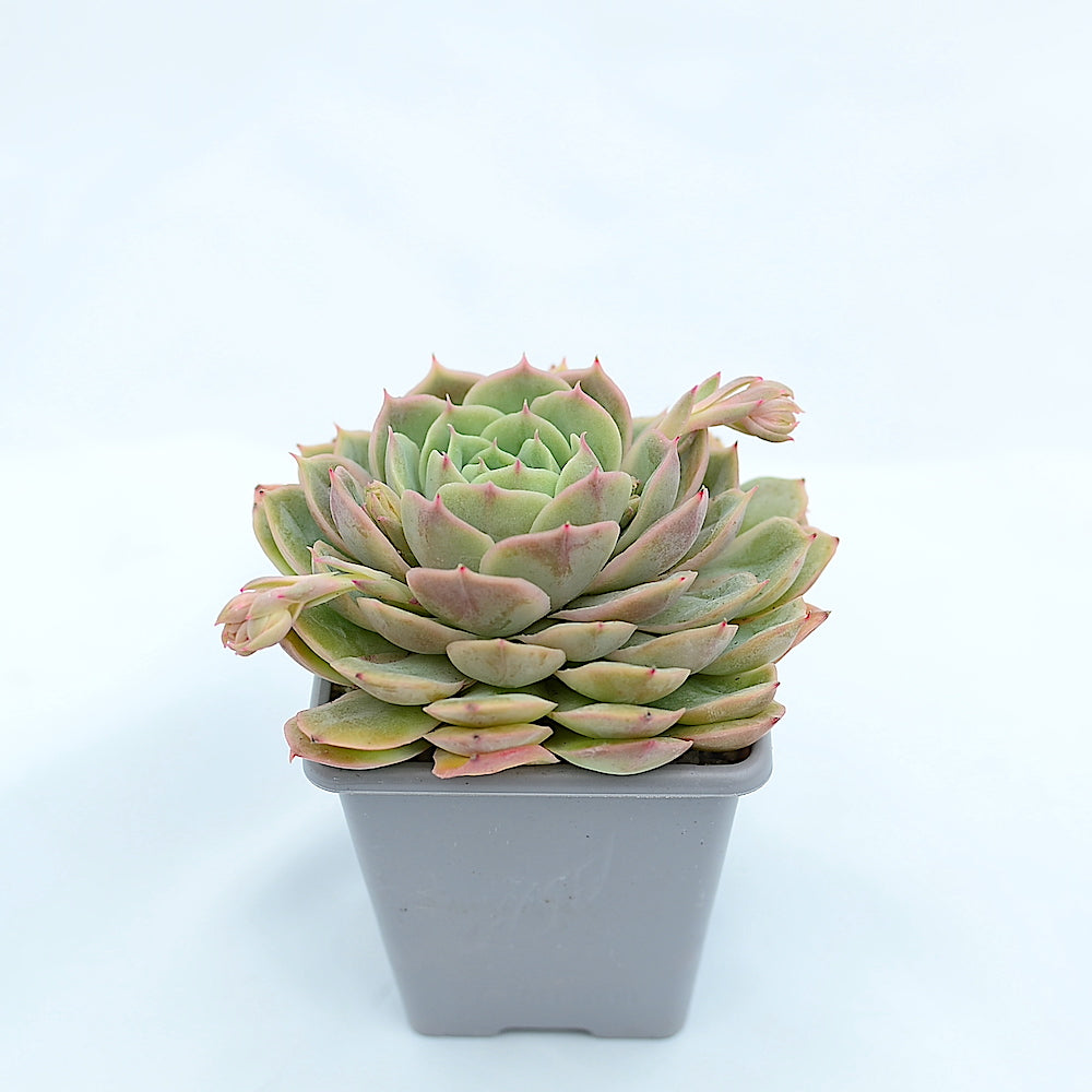 onslow succulent Echeveria 'Onslow' – Surreal Succulents