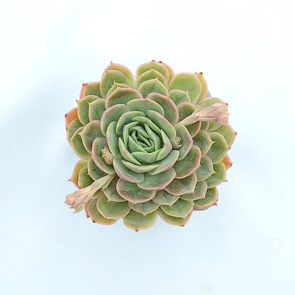 Echeveria 'Onslow'