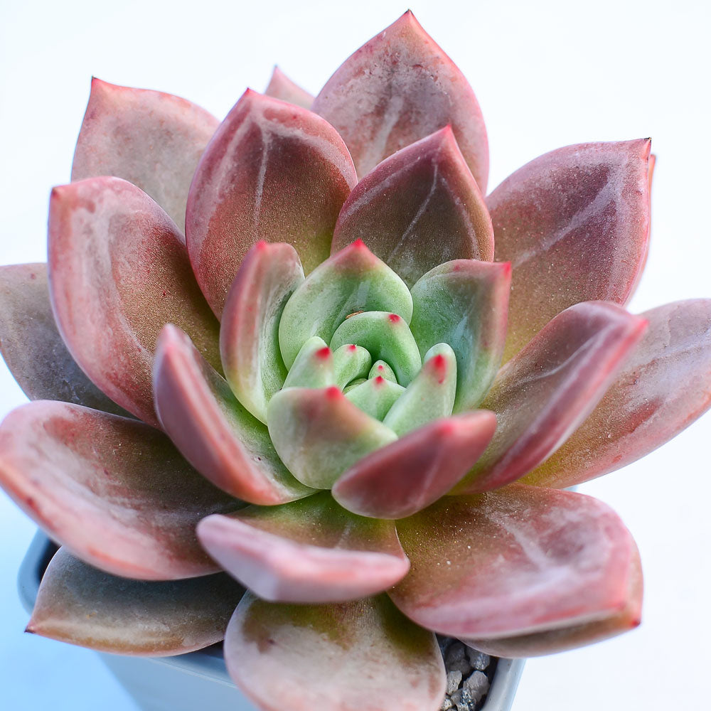 champagne succulent Echeveria 'Pink Champagne' – Surreal Succulents