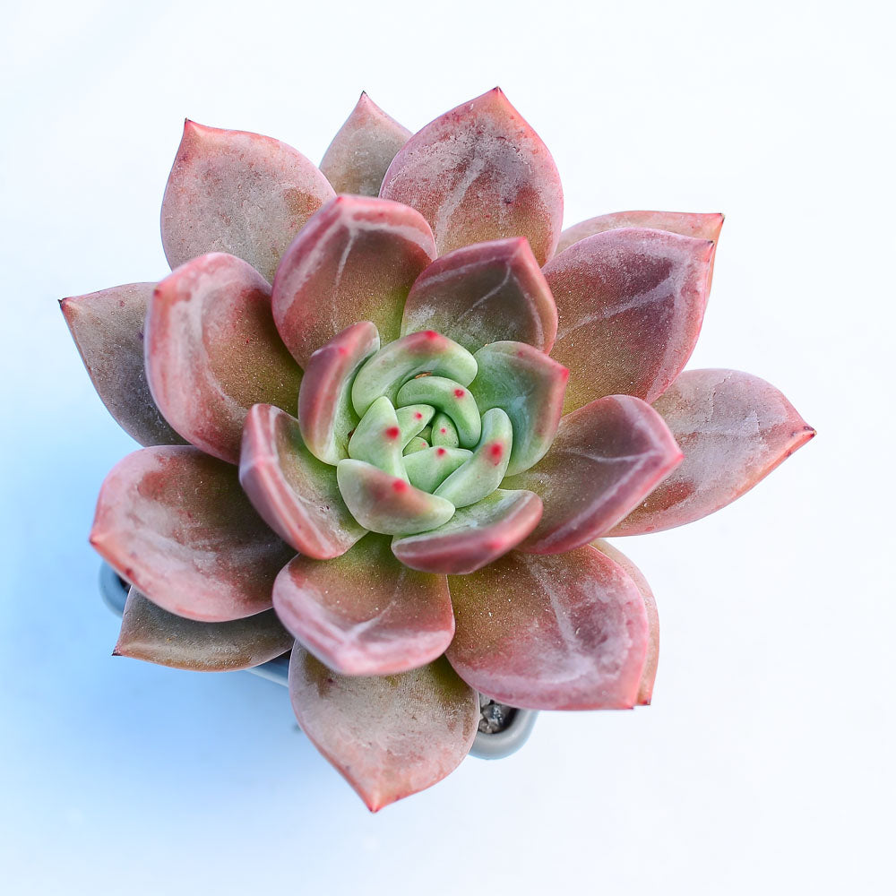 Echeveria 'Pink Champagne'