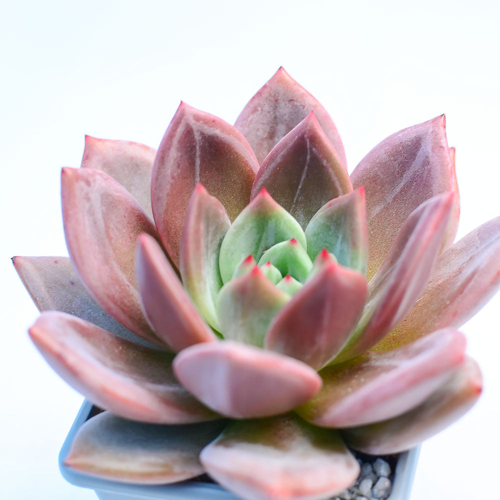 Echeveria 'Pink Champagne'