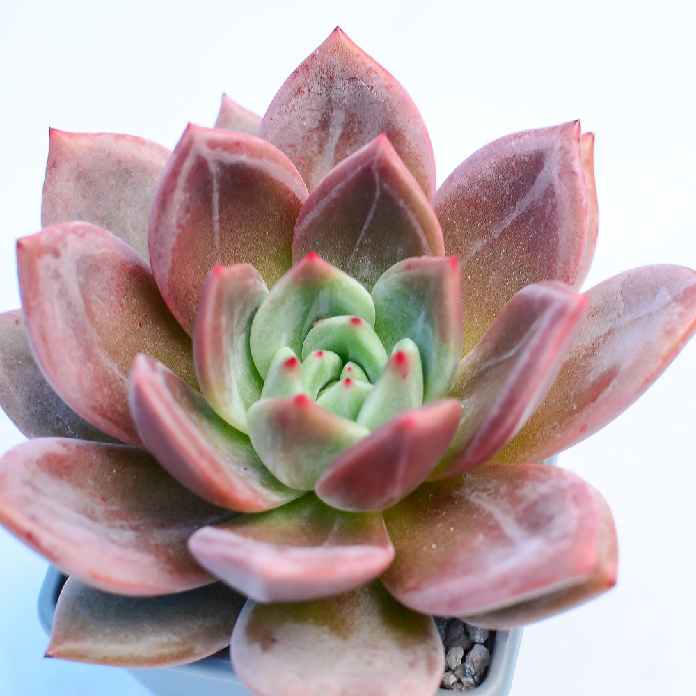 Echeveria 'Pink Champagne'