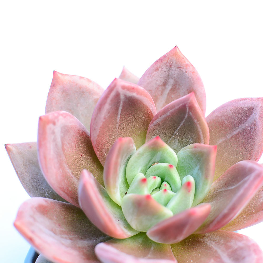 Echeveria 'Pink Champagne'