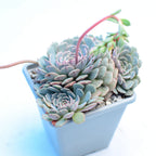 Echeveria 'Pinwheel'