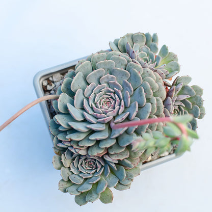 Echeveria 'Pinwheel'