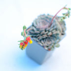 Echeveria 'Pinwheel'