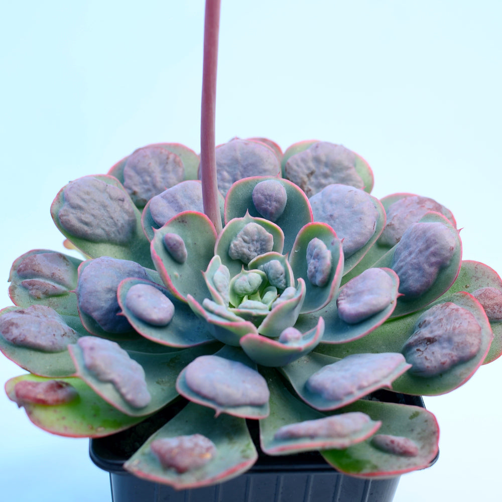 raindrop succulent care Echeveria 'Raindrops' – Surreal Succulents