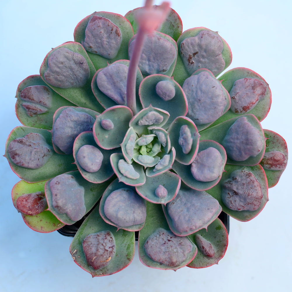 Echeveria 'Raindrops'