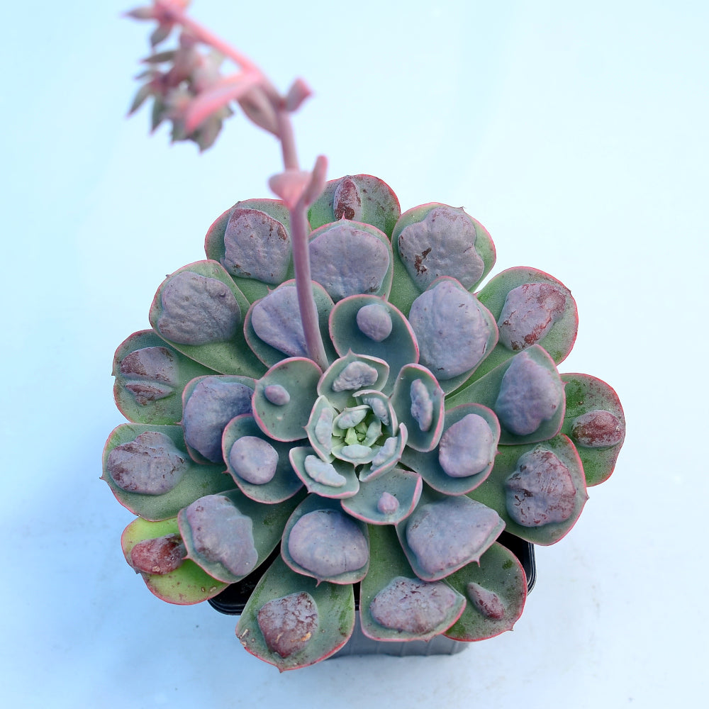 Echeveria 'Raindrops'