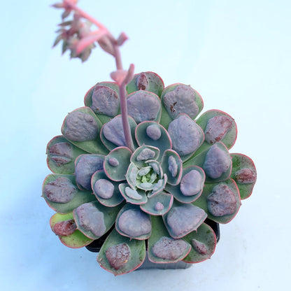 Echeveria 'Raindrops'