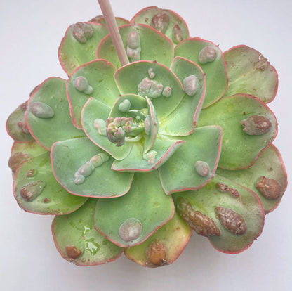 Echeveria 'Raindrops'