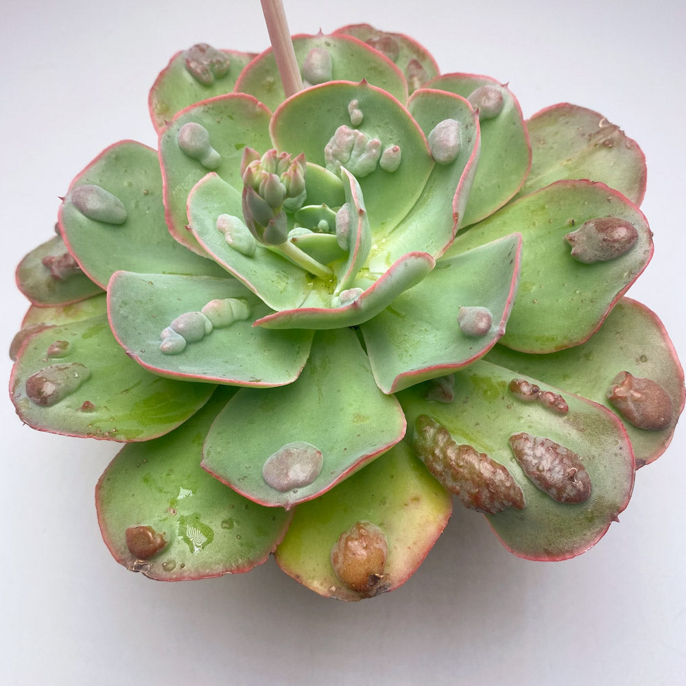 Echeveria 'Raindrops'