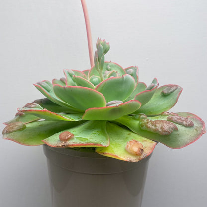 Echeveria 'Raindrops'