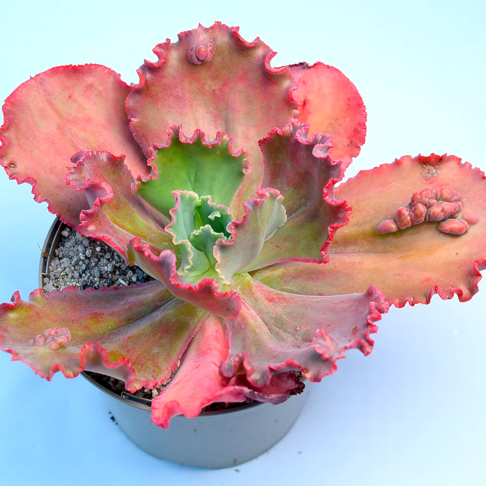 Echeveria 'Ruffles Red'