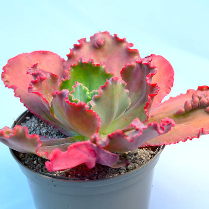 Echeveria 'Ruffles Red'