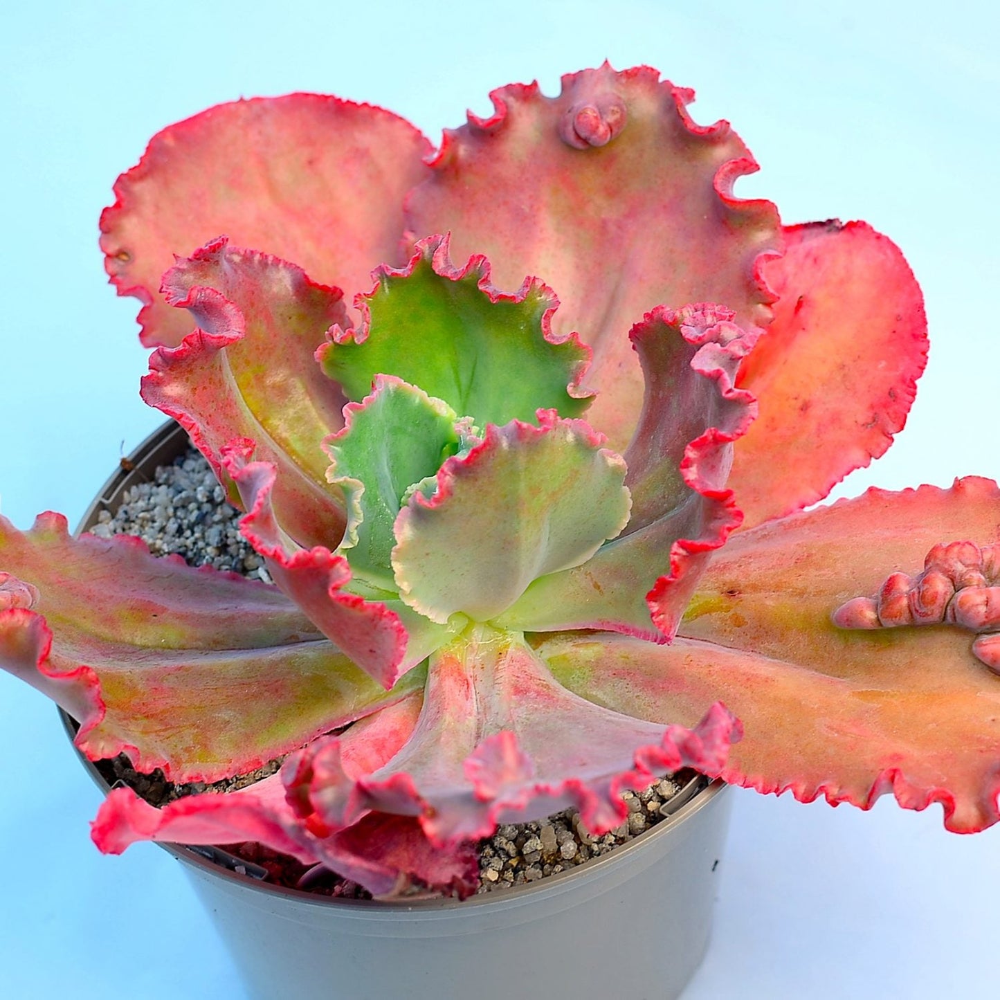 Echeveria 'Ruffles Red'