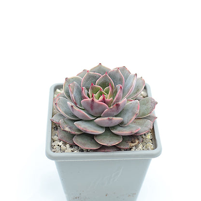 Echeveria 'Santa Lewis'