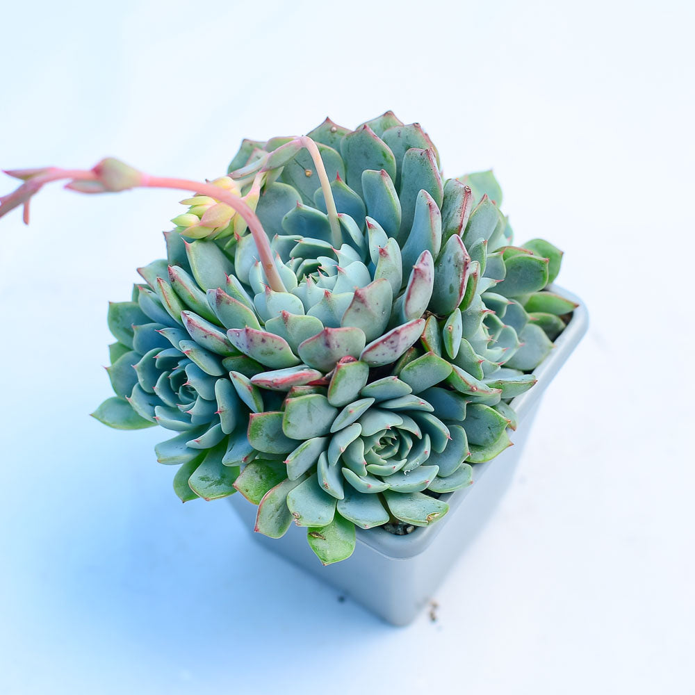 Echeveria 'Sierra'