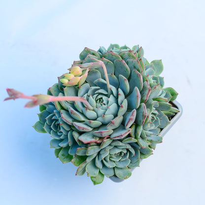 Echeveria 'Sierra'