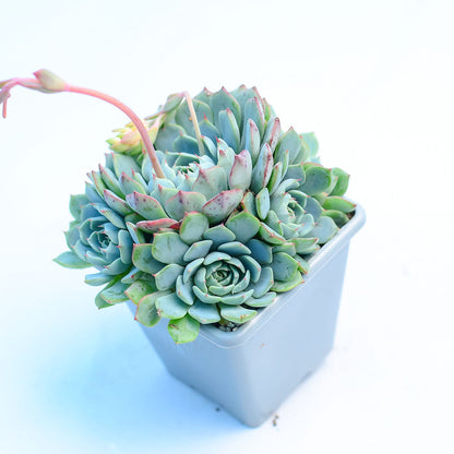 Echeveria 'Sierra'