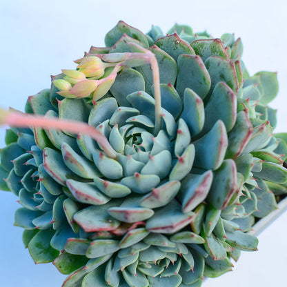 Echeveria 'Sierra'