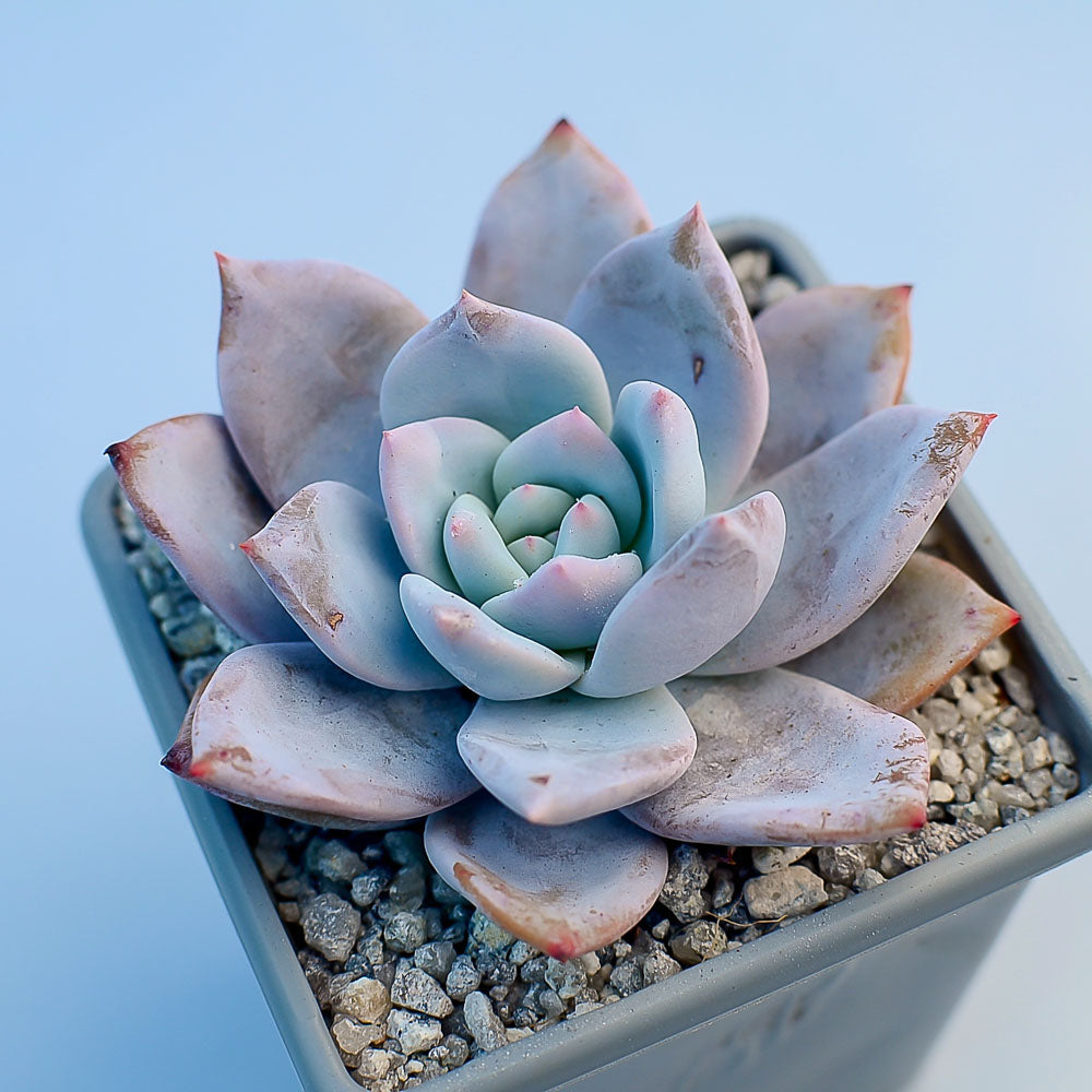 Echeveria 'Trumso'