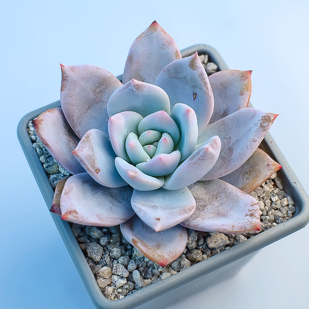 Echeveria 'Trumso'