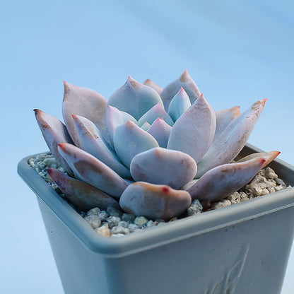 Echeveria 'Trumso'