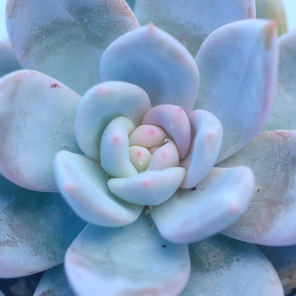 Echeveria 'Trumso'