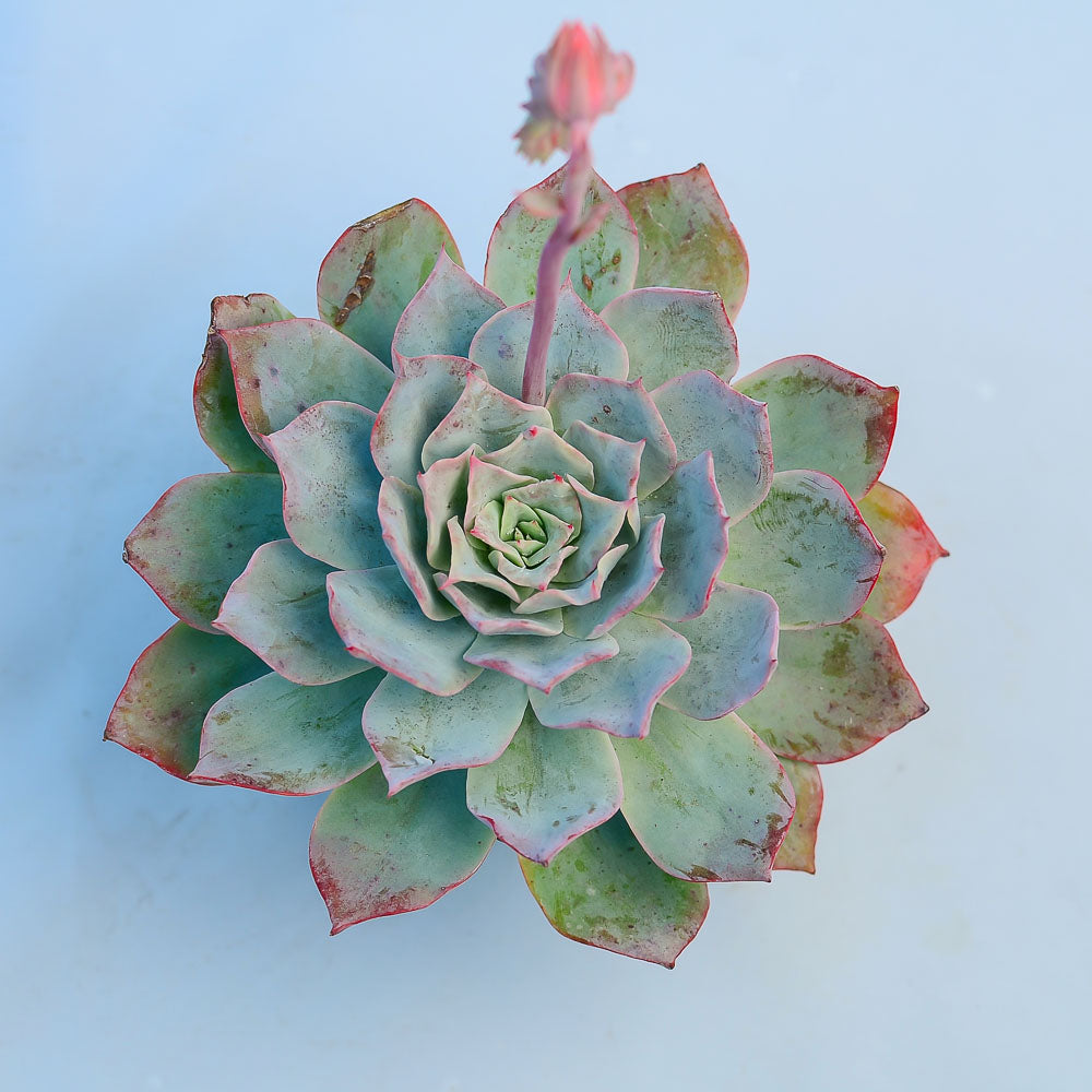 Echeveria 'White Rose'