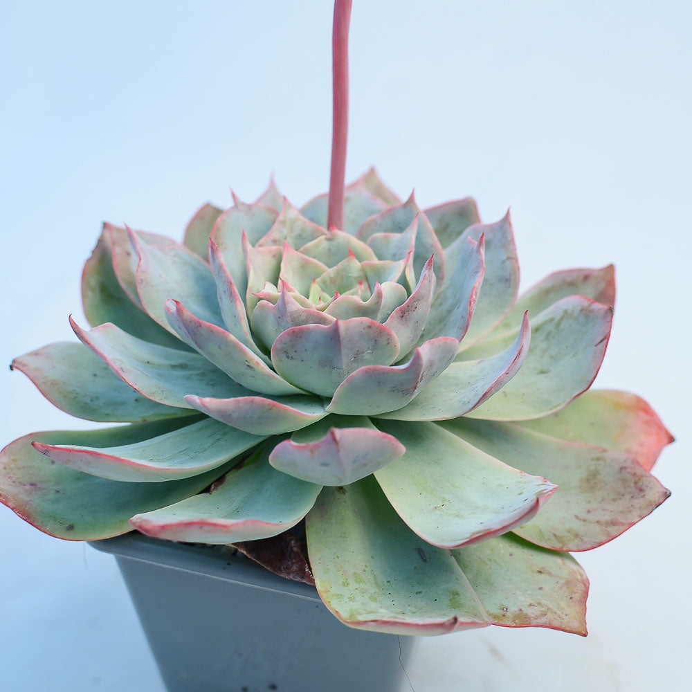 Echeveria 'White Rose'