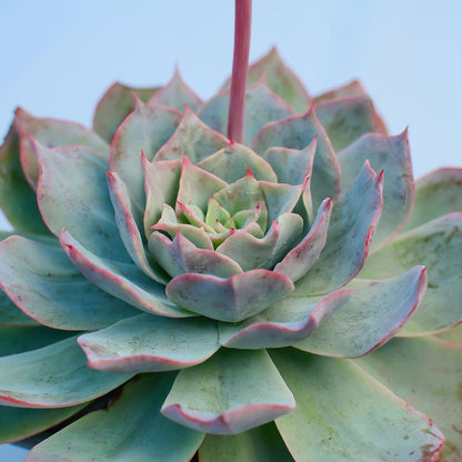 Echeveria 'White Rose'