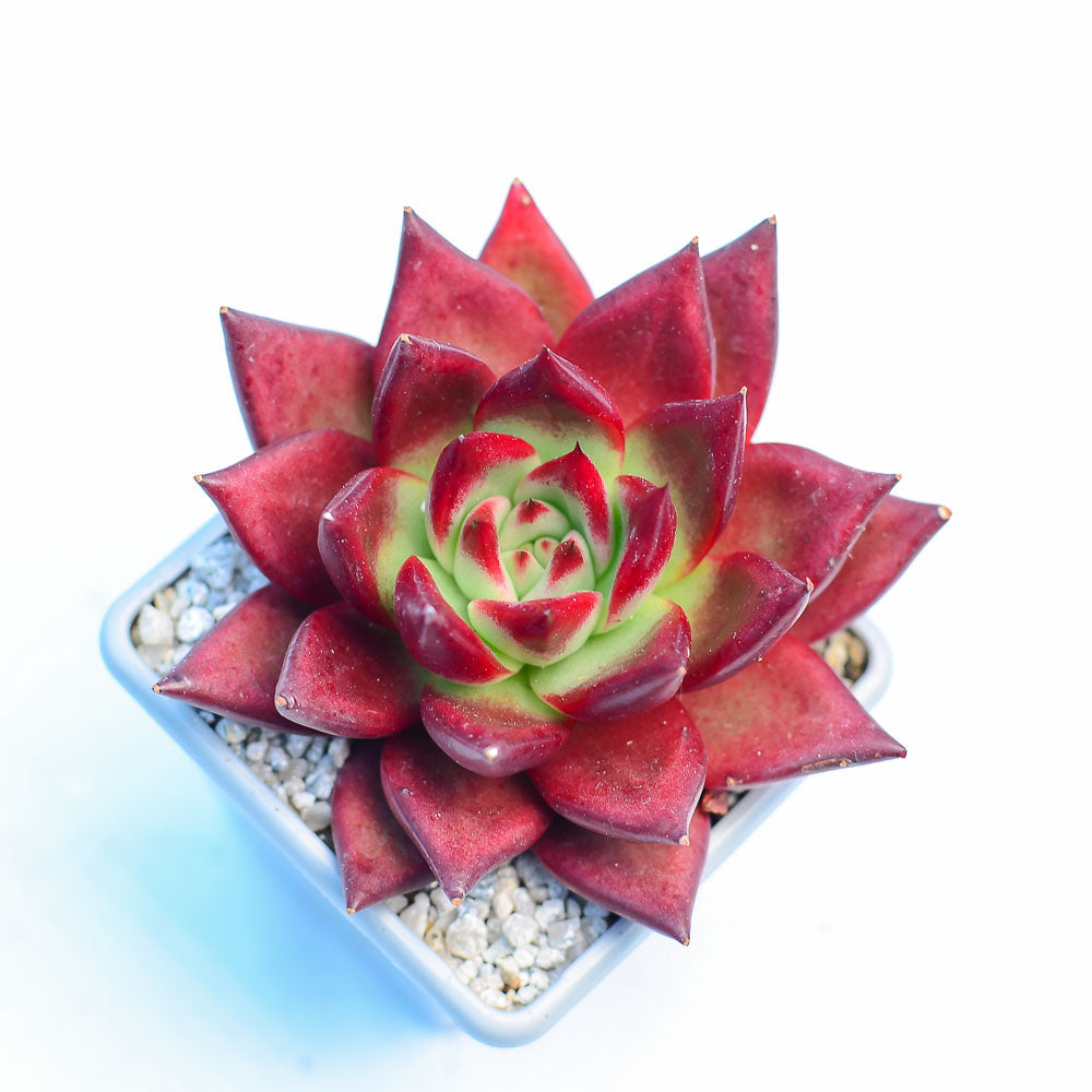 Echeveria 'Wine Red'