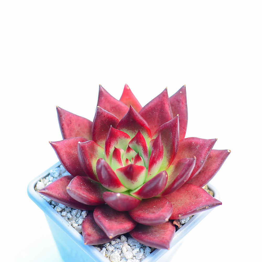 Echeveria 'Wine Red'