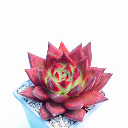 Echeveria 'Wine Red'