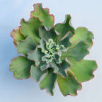 Echeveria 'Aquarius'