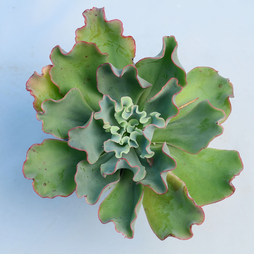 Echeveria 'Aquarius'