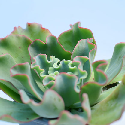 Echeveria 'Aquarius'