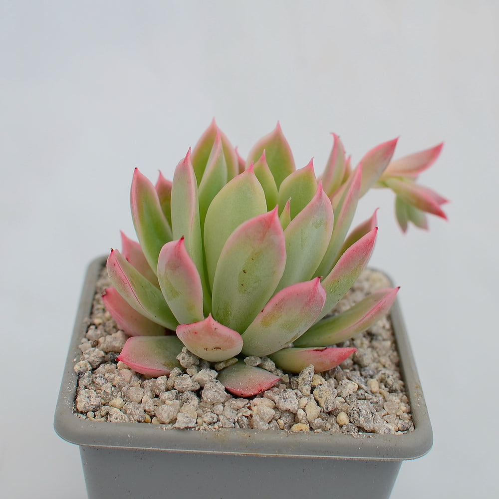 Echeveria bradburiana