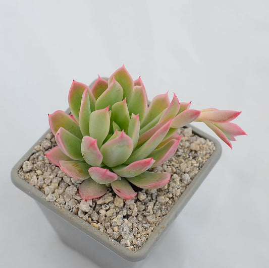 Echeveria bradburiana