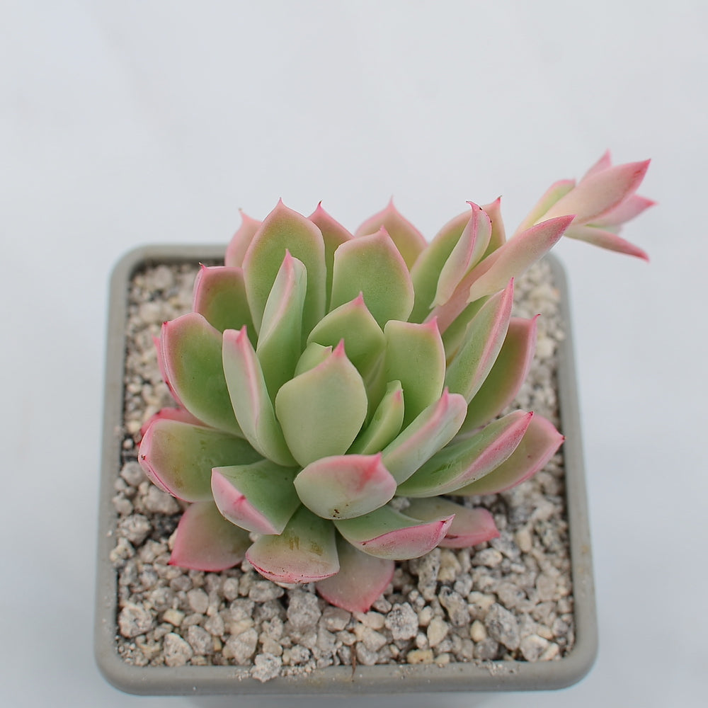 Echeveria bradburiana