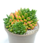 Echeveria cuencaensis