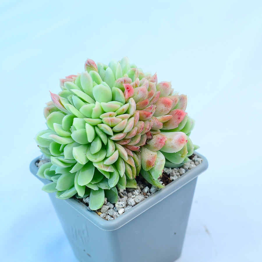 Echeveria elegans cristata