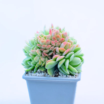 Echeveria elegans cristata