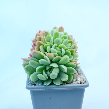 Echeveria elegans cristata