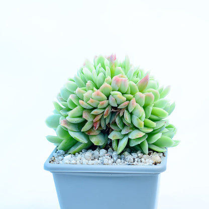 Echeveria elegans cristata